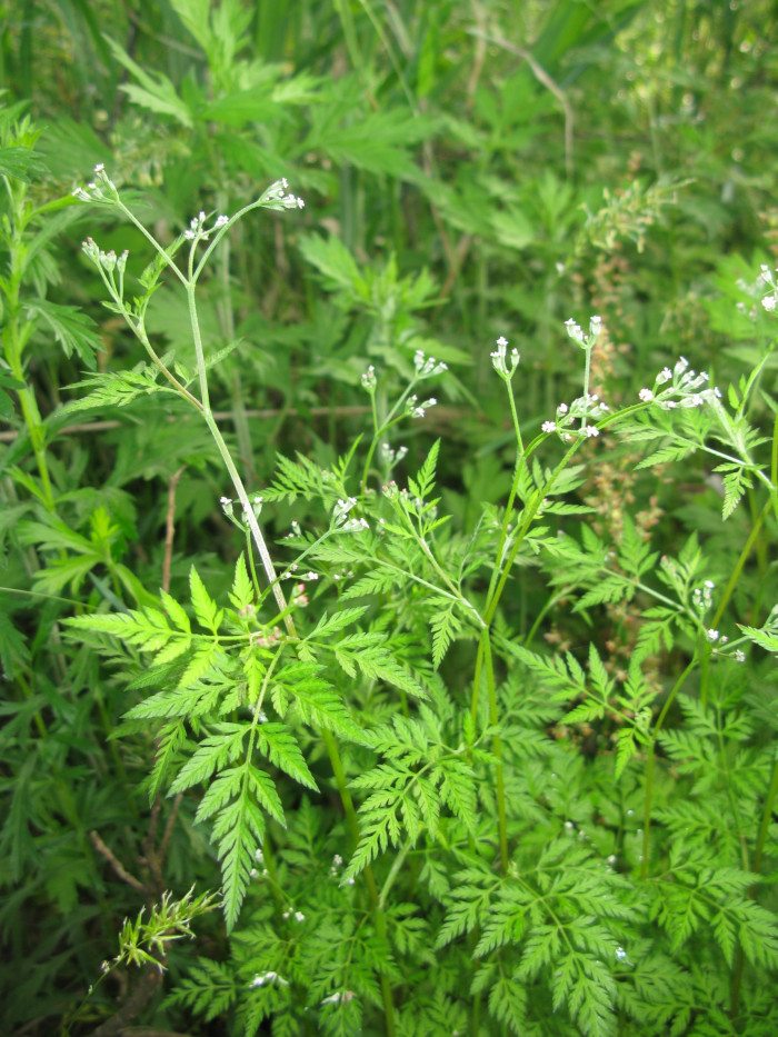 개사상자 - Torilis scabra (Thunb.) DC.