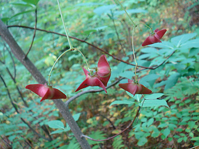 나래회나무 사진 - Euonymus macropterus Rupr. Photos