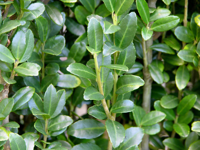 꽝꽝나무 - Ilex crenata Thunb. var. crenata