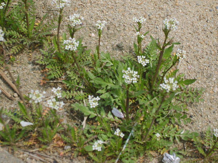 냉이 - Shepherd purse, Capsella bursapastoris (L.) L.W.Medicus