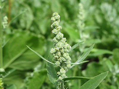 가는명아주 사진 - Chenopodium album var. stenophyllum Makino Photos
