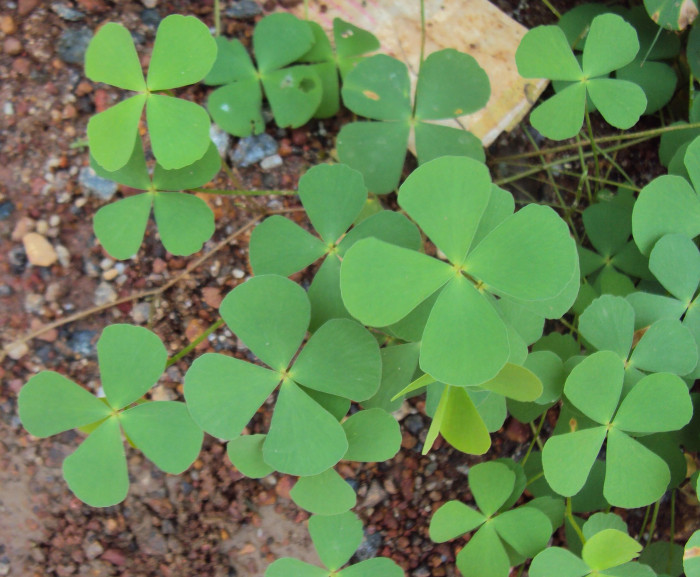 네가래 - Colony of Marsilea quadrifolia, Marsilea quadrifolia L.