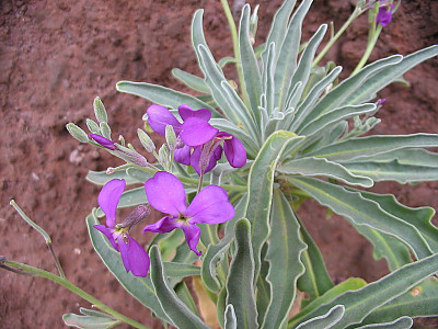 마티올라 사진 - Matthiola incana Photos