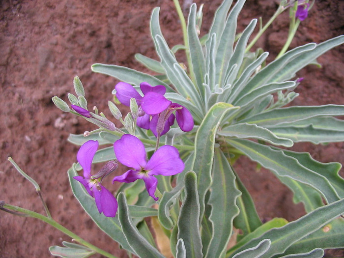 마티올라 - brompton stock, Matthiola incana