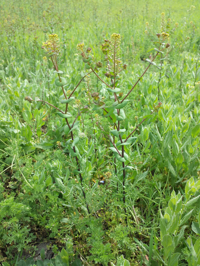 대부도냉이 - Lepidium perfoliatum L.