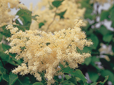 개회나무 사진 - Syringa reticulata var. mandshurica (Maxim.) H.Hara Photos