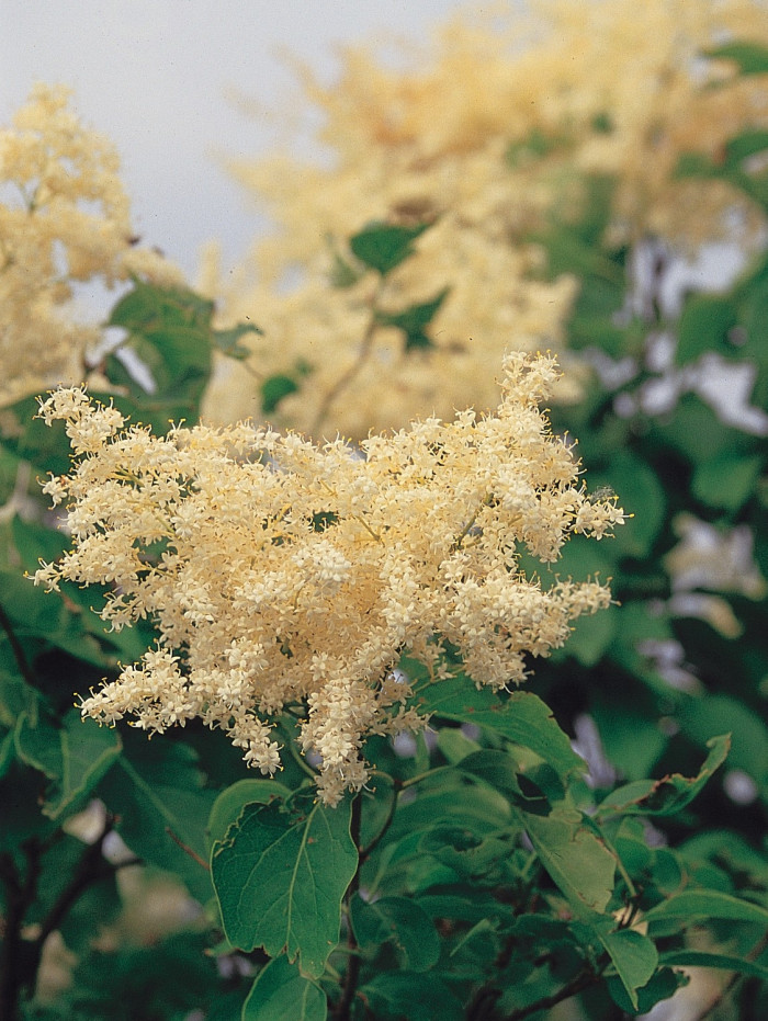 개회나무 - Manchurian lilac , Syringa reticulata var. mandshurica (Maxim.) H.Hara