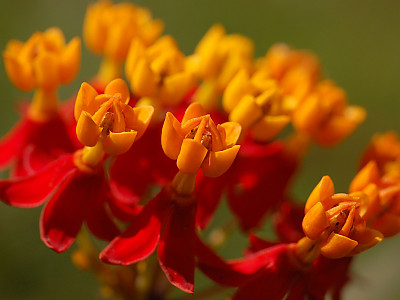 금관화 사진 - Asclepias curassavica Photos