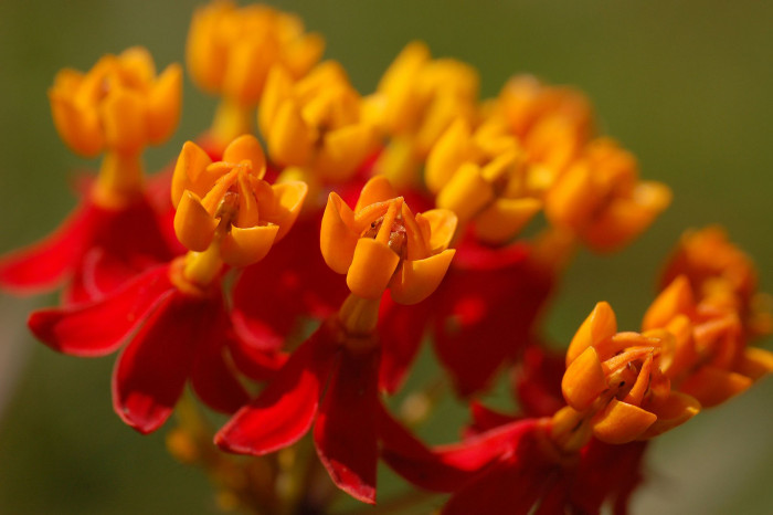 금관화 - blood flower, scarlet Milkweed, Asclepias curassavica