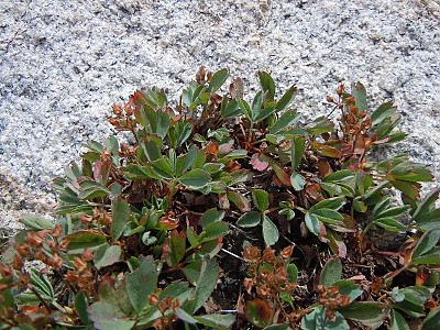 너도양지꽃 사진 - Sibbaldia procumbens L. Photos