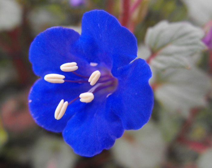 파셀리아 - California Bluebell, Phacelia campanularia
