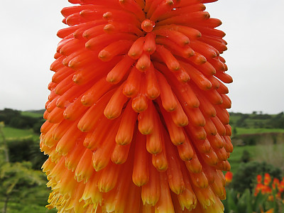 니포피아 사진 - Kniphofia uvaria Hook Photos