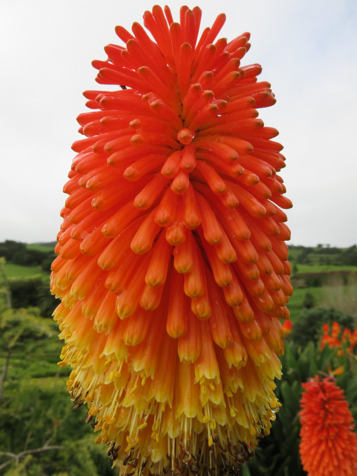 니포피아 - Kniphofia, Kniphofia uvaria Hook