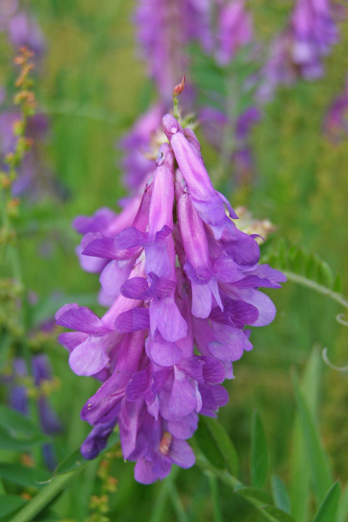 각시갈퀴나물 - Vicia dasycarpa Ten.