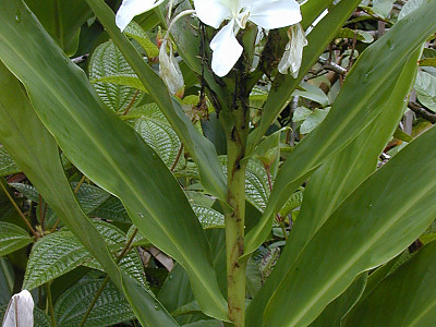 꽃생강 사진 - Hedychium coronarium J.Konig Photos