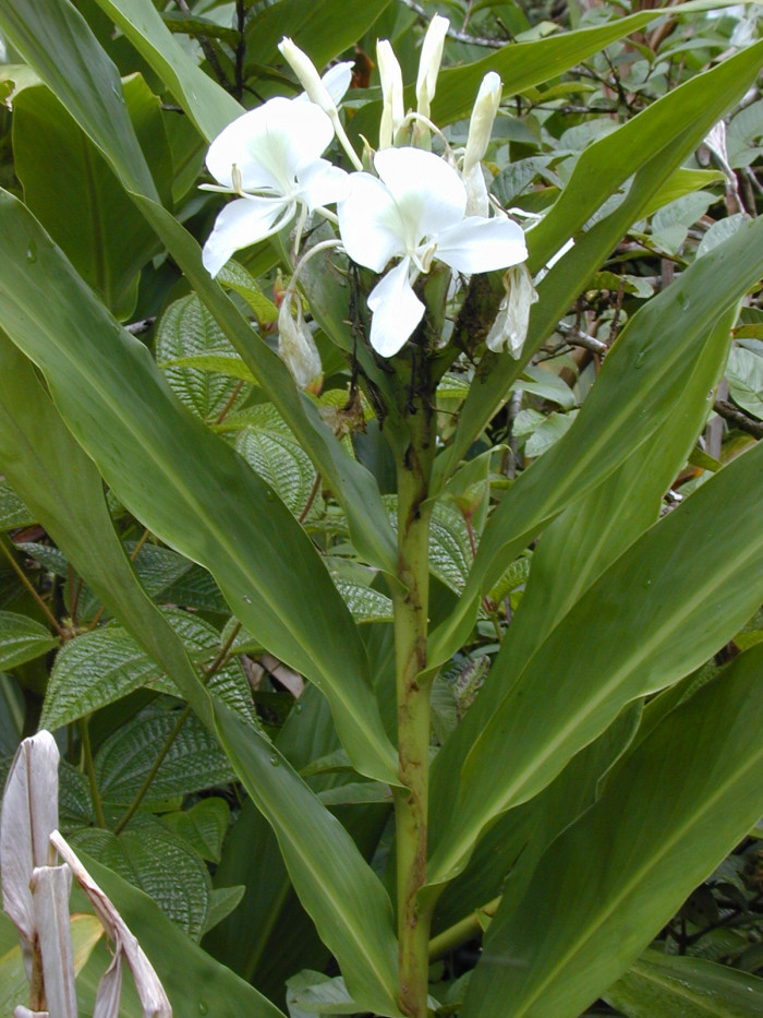 꽃생강 - Ginger lily, Hedychium coronarium J.Konig
