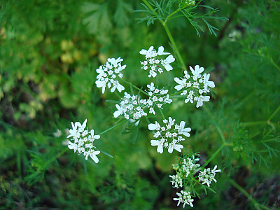 고수 사진 - Coriandrum sativum L. Photos