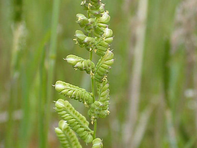 개피 사진 - Beckmannia syzigachne (Steud.) Fernald Photos