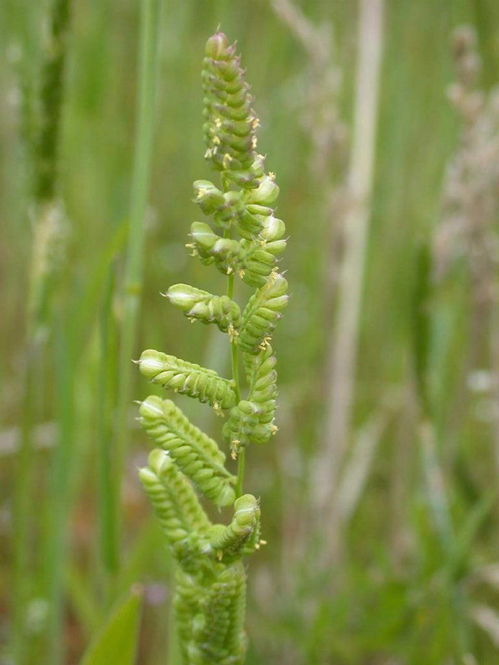 개피 - Beckmannia syzigachne (Steud.) Fernald