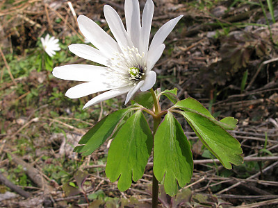 꿩의바람꽃 사진 - Anemone raddeana Regel Photos