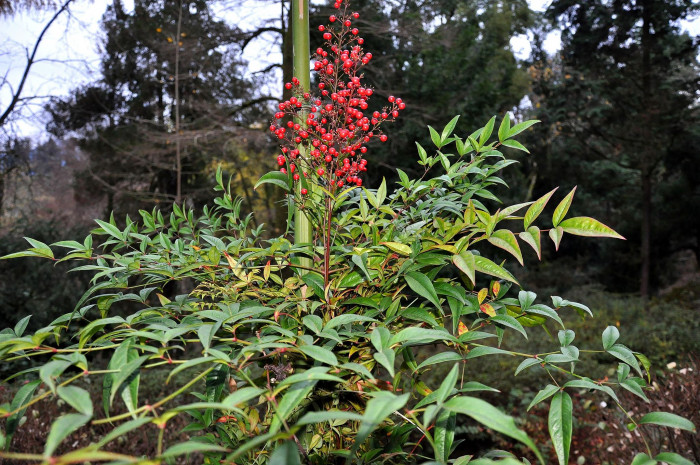 남천 - Heavenly bamboo, Nandina domestica Thunb.
