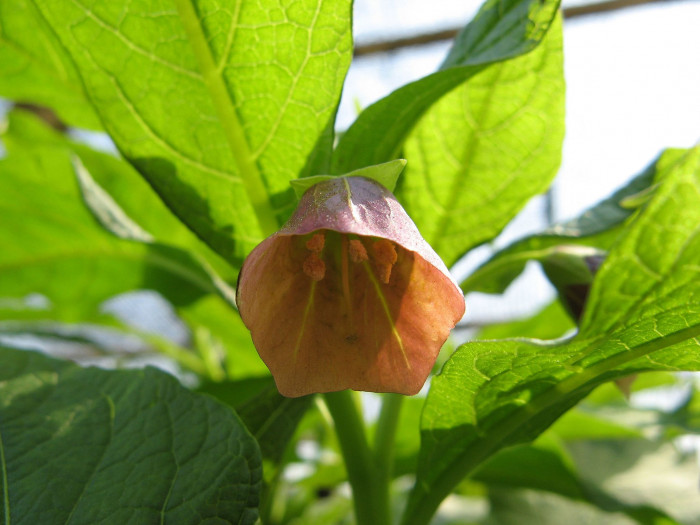 미치광이풀 - Scopolia japonica Maxim.