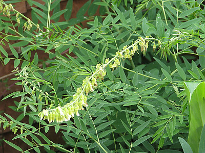 고삼 사진 - Sophora flavescens Solander ex Aiton Photos