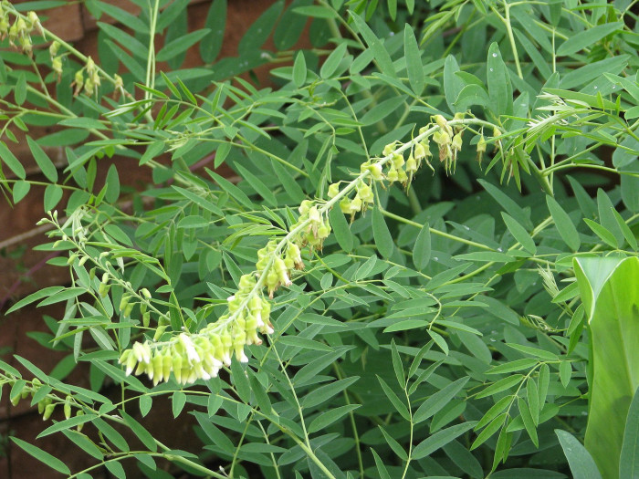 고삼 - Sophora flavescens Solander ex Aiton