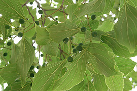검팽나무 - Celtis choseniana Nakai