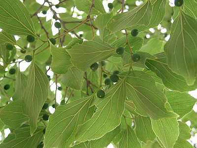 검팽나무 사진 - Celtis choseniana Nakai Photos