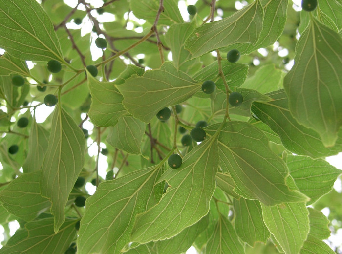 검팽나무 - Celtis choseniana Nakai