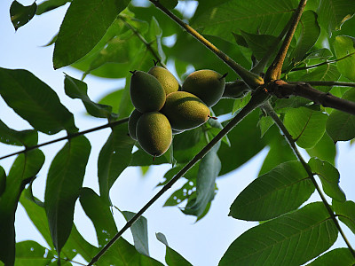 가래나무 사진 - Juglans mandshurica Maxim. var. mandshurica for. mandshurica Photos