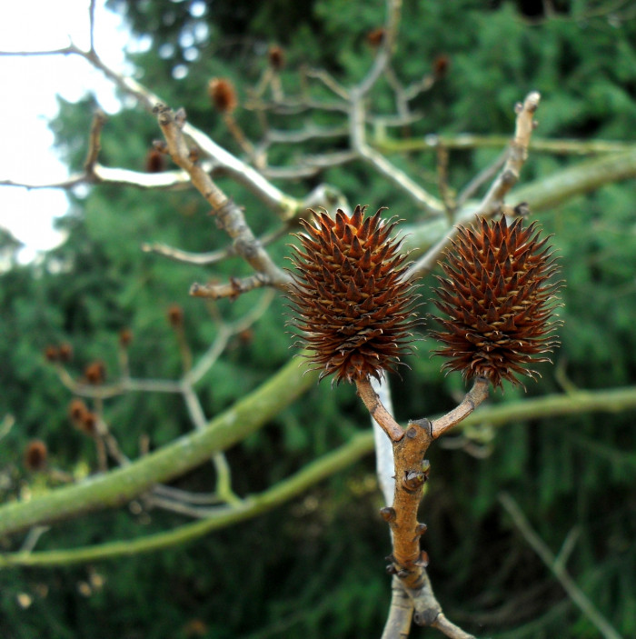굴피나무 - Platycarya strobilacea Siebold & Zucc. var. strobilacea for. strobilacea