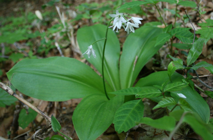 나도옥잠화 - Clintonia udensis Trautv. & C.A.Mey.