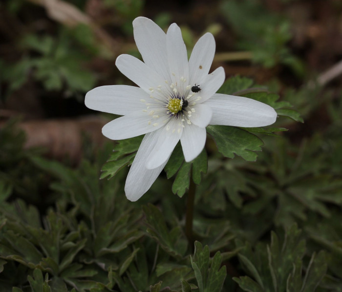 꿩의바람꽃 - Anemone raddeana Regel