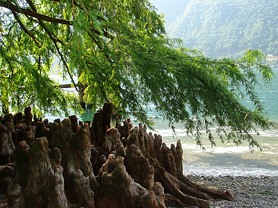 낙우송 사진 - Taxodium distichum (L.) Rich. Photos