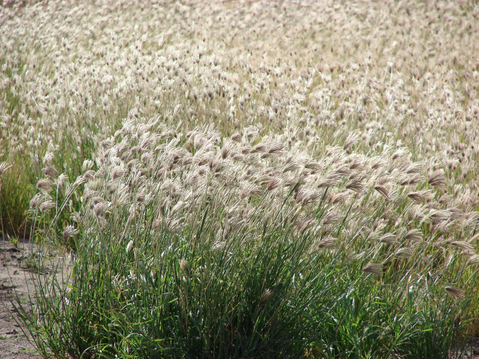 나도바랭이 - Chloris virgata Sw.