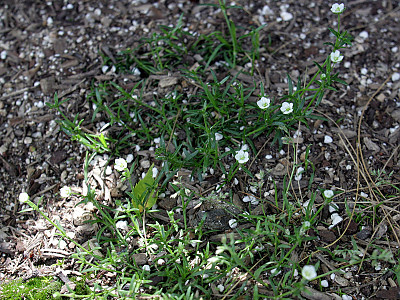 개미자리 사진 - Sagina japonica (Sw.) Ohwi Photos