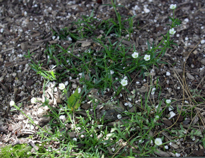 개미자리 - Sagina japonica (Sw.) Ohwi