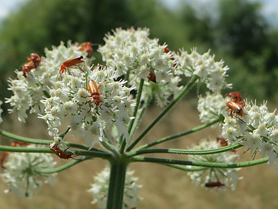 호그위드 사진 - Heracleum sphondylium Photos