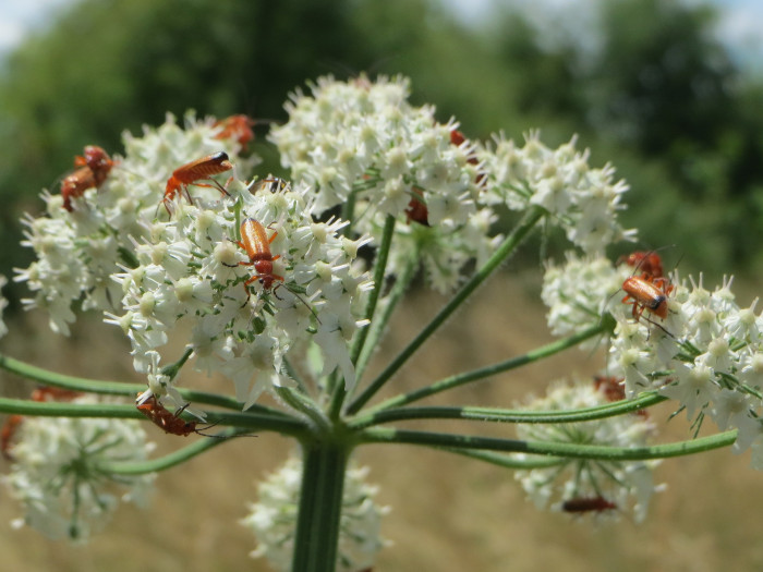 금관화 - blood flower, scarlet Milkweed, Asclepias curassavica