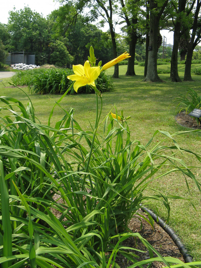 노랑원추리 - Hemerocallis thunbergii Baker