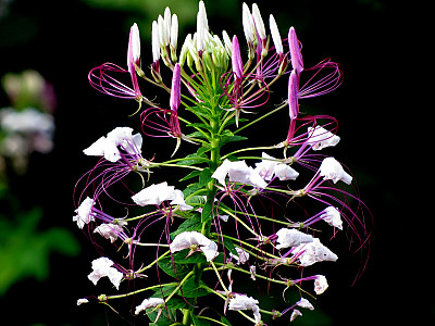 풍접초 사진 - Cleome spinosa Photos