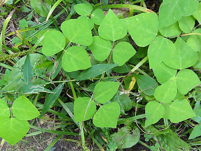 새콩 사진 - Amphicarpaea bracteata (L.) Fernald ssp. edgeworthii (Benth.) H. Ohashi Photos