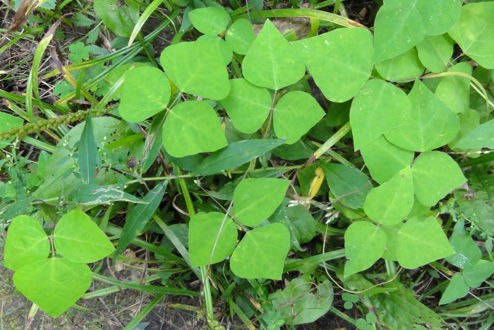 새콩 - Amphicarpaea bracteata (L.) Fernald ssp. edgeworthii (Benth.) H. Ohashi