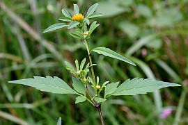 가막사리 - Bidens tripartita L.