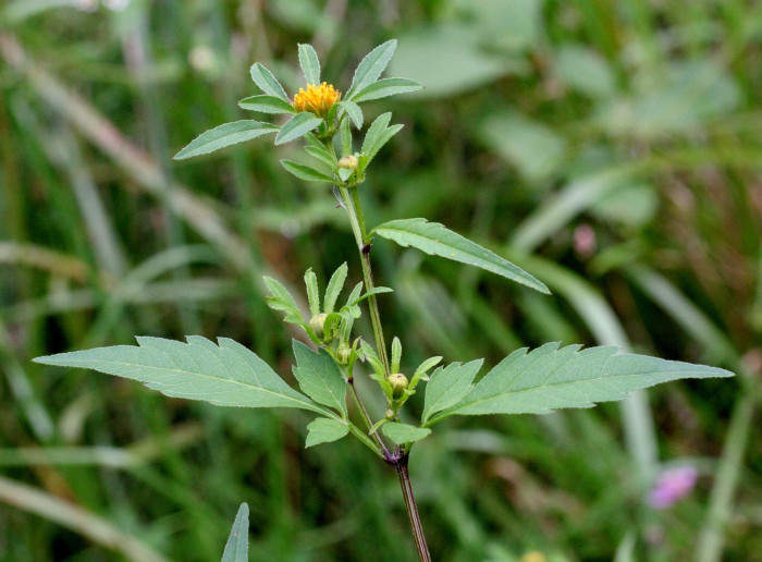 가막사리 - Bidens tripartita L.