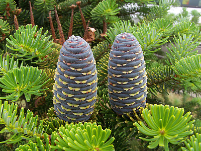 검은구상 사진 - Abies koreana for. nigrocarpa Hatus. Photos