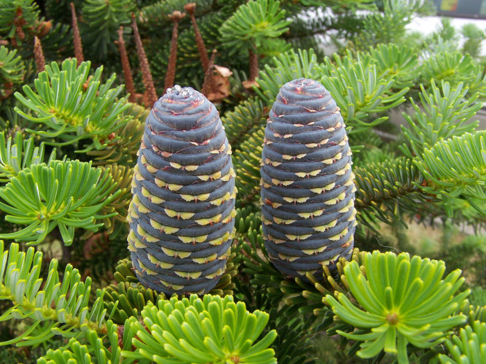 검은구상 - Abies koreana for. nigrocarpa Hatus.