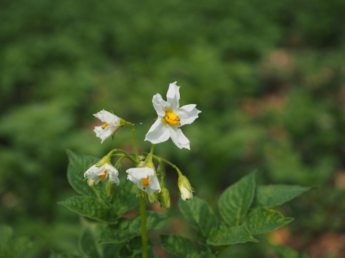 감자 - Potatoes , Solanum tuberosum L.
